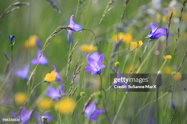 blumen.wiese - blumen stock pictures, royalty-free photos & images