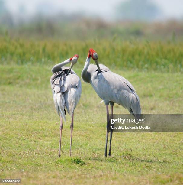 sarus crane - omnívoro fotografías e imágenes de stock