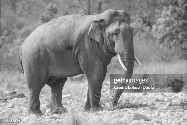 asian tusker - tusker stock pictures, royalty-free photos & images