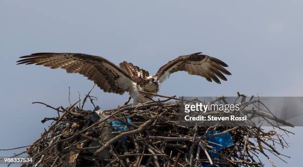 nesting - hawk nest foto e immagini stock