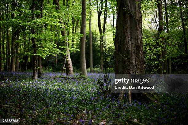 Bluebells add a splash of colour to the woodland floor at Box Hill on May 3, 2010 in Dorking, England.