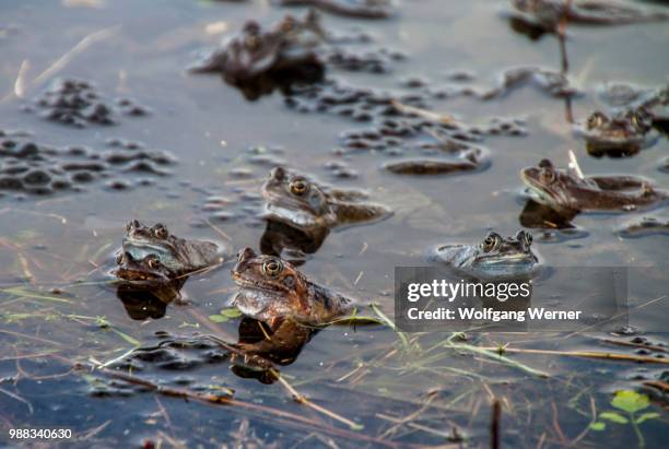 big frog - wedding - giant frog stock pictures, royalty-free photos & images