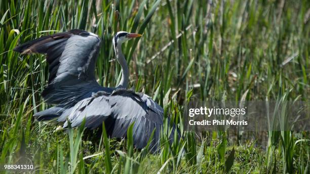 heron - demoiselle crane stock pictures, royalty-free photos & images