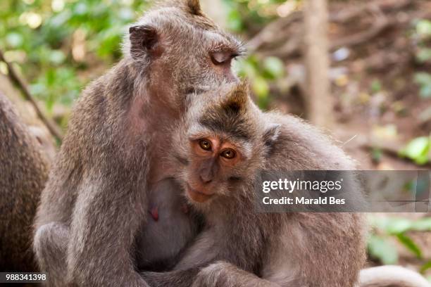 ubud, indonesia - bes stock pictures, royalty-free photos & images