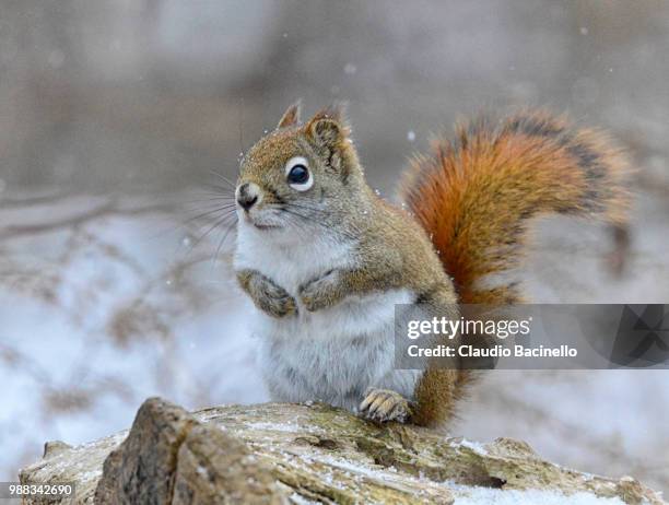 red squirrel - american red squirrel stock pictures, royalty-free photos & images