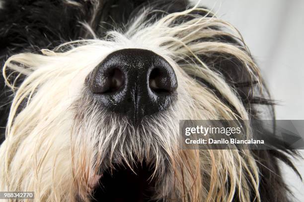 bobtail nose - bobtail dog stock pictures, royalty-free photos & images