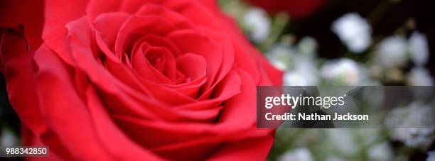 rose greeting - nathan rose stock pictures, royalty-free photos & images