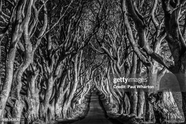 the dark hedges - wharton stock pictures, royalty-free photos & images