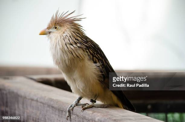 electrifying bird - hoatzin foto e immagini stock