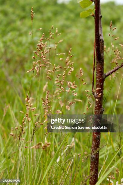 blackcottonwoodsapling - cottonwood stock-fotos und bilder