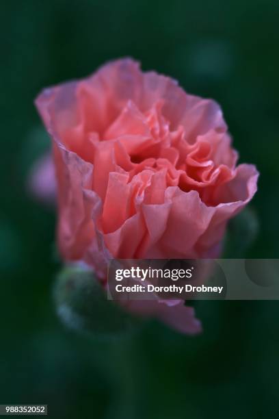 Small Ruffled Poppy 730 Dorothy Summers Stock Photos, High-Res Pictures, and Images - Getty ...