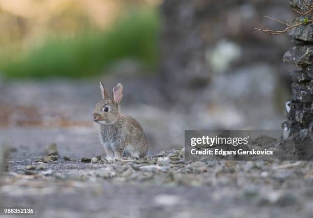 photo by: edgars gerskovics - cottontail stock pictures, royalty-free photos & images