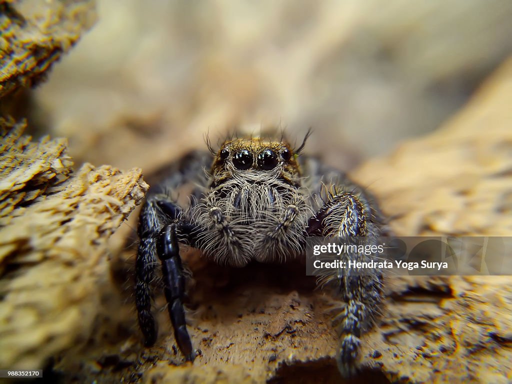Simple jumping spider pictures