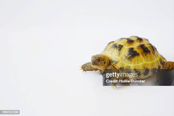 tortue blanc - tortue stock pictures, royalty-free photos & images
