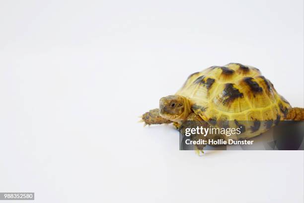 tortue blanc - tortue - fotografias e filmes do acervo