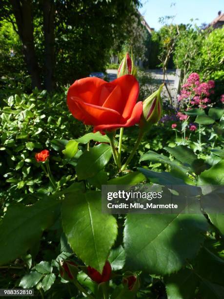 ballade dans le jardin - le jardin stock pictures, royalty-free photos & images