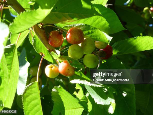 ballade dans le jardin - le jardin stock pictures, royalty-free photos & images