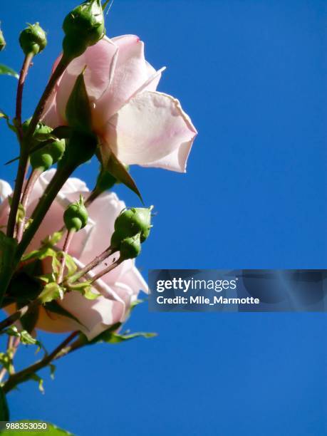 ballade dans le jardin - marmotte ストックフォトと画像