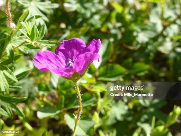 ballade dans le jardin - le jardin stock pictures, royalty-free photos & images