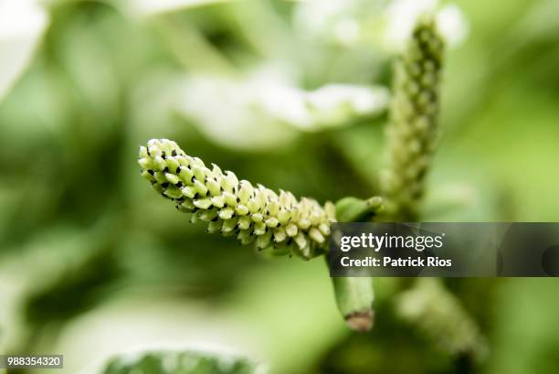 Patrick Rios Photos and Premium High Res Pictures - Getty Images