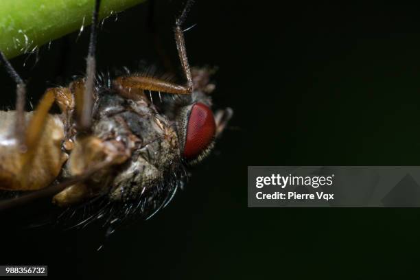 la mouche - mouche stockfoto's en -beelden