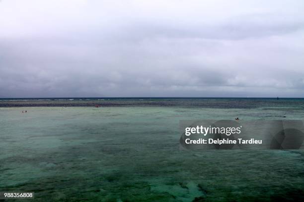 great barrier reef, cairns, australia - delphine stock pictures, royalty-free photos & images