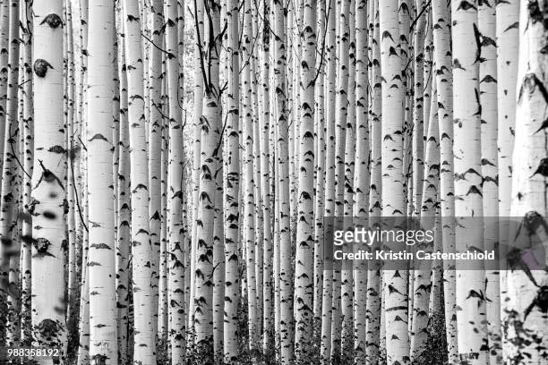 black canyon og gunison - aspen trees stock pictures, royalty-free photos & images