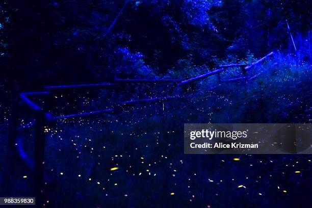 207 Blue Fireflies Stock Photos, High-Res Pictures, and Images - Getty ...