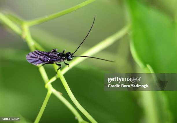 bug - assassin bug stock pictures, royalty-free photos & images