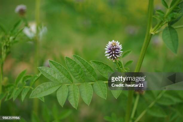 licorice - licorice flower stock pictures, royalty-free photos & images
