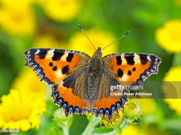 small tortoiseshell butterfly - small tortoiseshell butterfly stock pictures, royalty-free photos & images