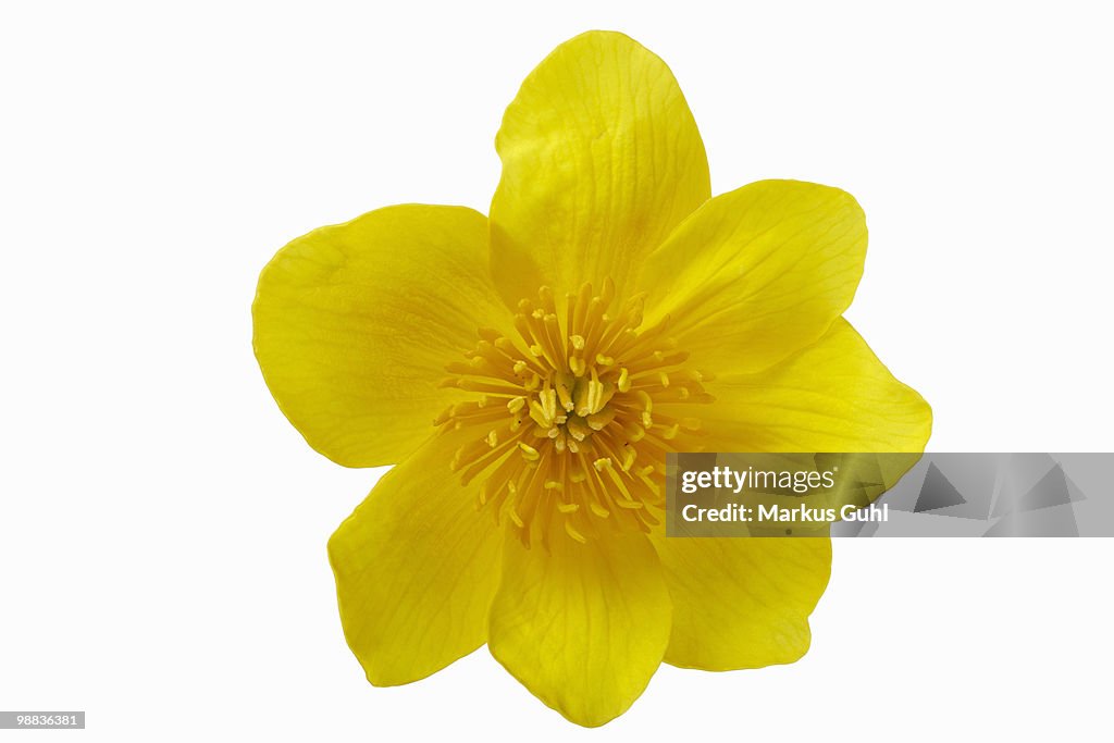 Marsh marigold