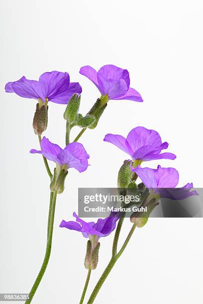 aubrieta flowers - aubrieta stock pictures, royalty-free photos & images