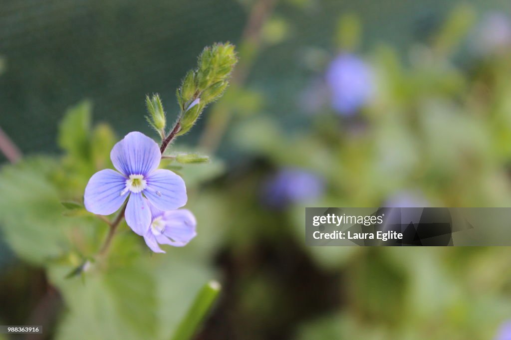 Tiny beauty