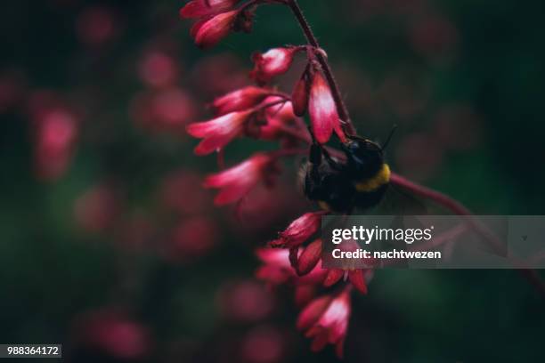 faire l'amour. - faire lamour fotografías e imágenes de stock