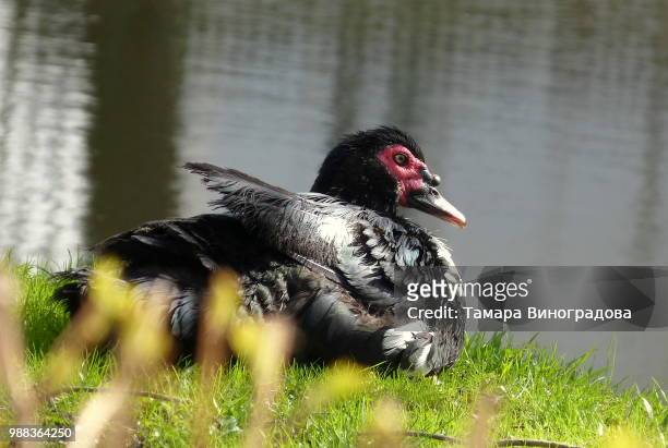 photo by: тамара виноградова - muscovy duck stock pictures, royalty-free photos & images