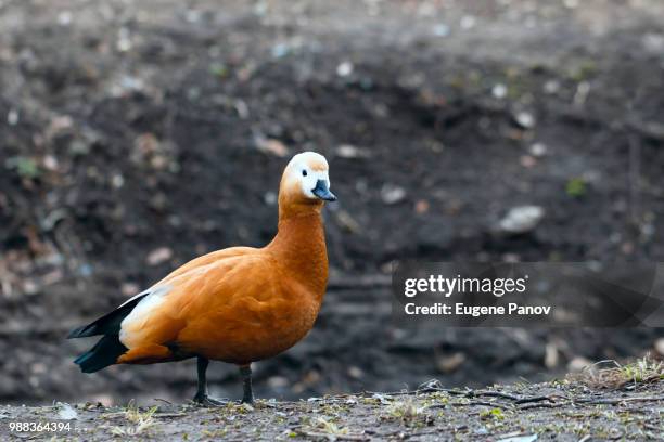 mandarin duck - ruddy shelduck stock pictures, royalty-free photos & images