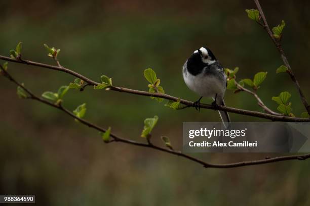 curious bird - alex sparrow stock pictures, royalty-free photos & images