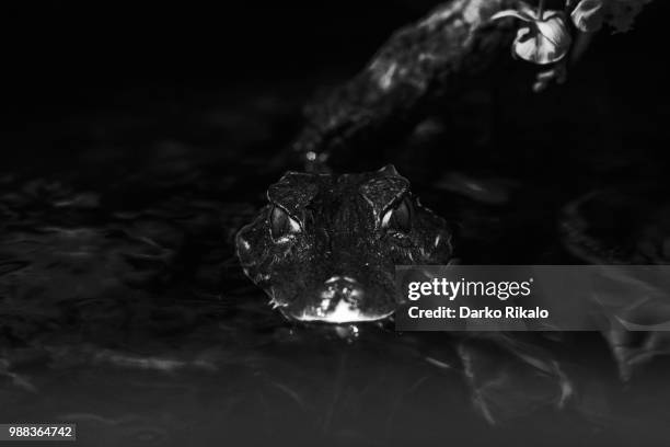 alligator - mudskipper stock pictures, royalty-free photos & images