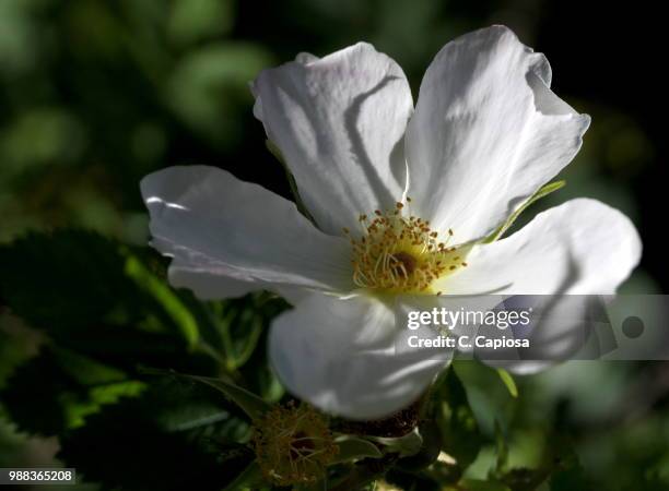 rose blanche - rose blanche stockfoto's en -beelden