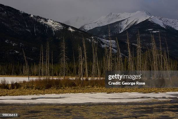 The dramatic snow covered peaks of the Bow River Valley are seen in this 2010 Banff Springs, Canada, early morning landscape photo taken from...