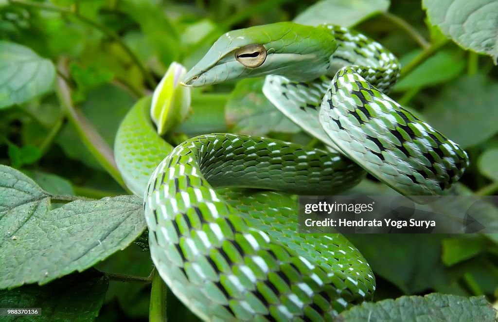 Beautiful Snake