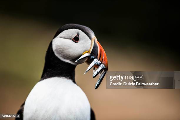 a puffin with a beak full of fish. - dyfed stock pictures, royalty-free photos & images