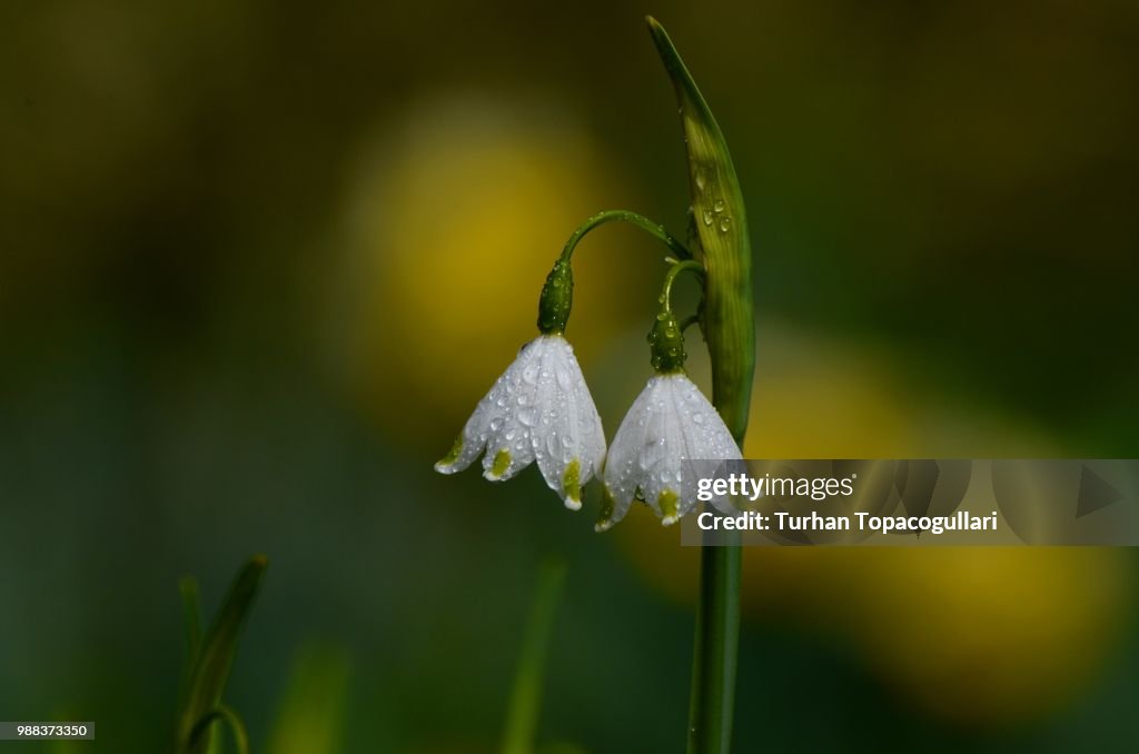 Spring snowflake