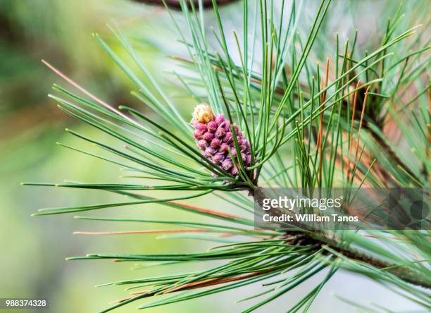 red pine pollen cone - red pine stock pictures, royalty-free photos & images