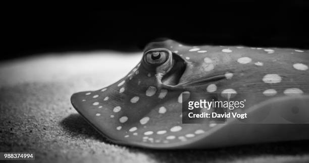 bluespotted ribbontail ray - taeniura lymma stock pictures, royalty-free photos & images