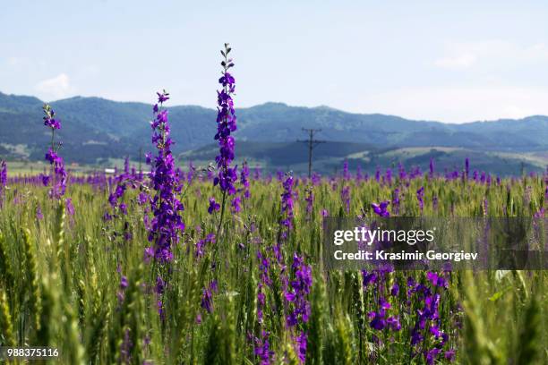 flowers - krasimir georgiev stock-fotos und bilder