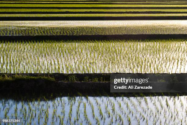 Stack Geometry Rice Layers 1,175 Ali Rice Stock Photos, High-Res Pictures, and Images - Getty Images