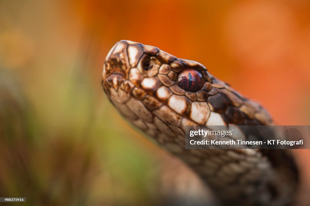 Common adder