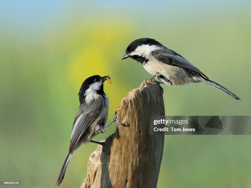 Where Have You Been High Res Stock Photo Getty Images herboloji-semboller-ve-anlamlar-n-robilim